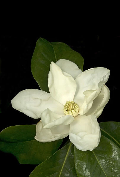 Southern magnolia  /  Bull bay (Magnolia grandiflora) flower