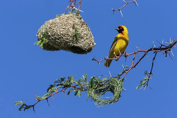 Southern masked weaver (Ploceus velatus) building nest hanging from tree branch, Kgalagadi Transfrontier Park, South Africa