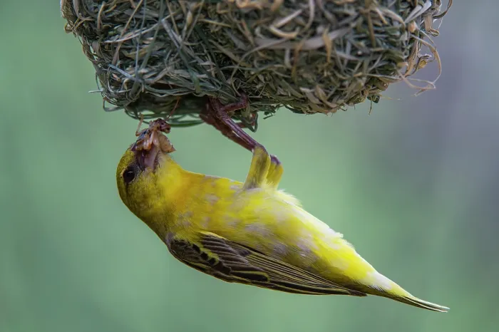 Framed Print : Southern masked weaver (Ploceus velatus) female, perched upside down on hanging nest with food for chicks in beak, Marataba, Marakele National Park, Limpopo Province, South Africa Framed Print : Southern masked weaver (Ploceus velatus) female, perched upside down on hanging nest with food for chicks in beak, Marataba, Marakele National Park, Limpopo Province, South Africa