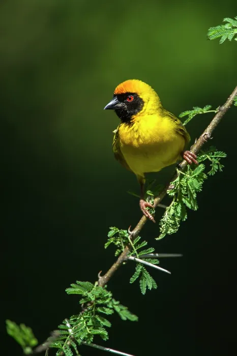 Framed Print : Southern masked weaver (Ploceus velatus) male, perched on branch, Marataba, Marakele National Park, Limpopo Province, South Africa Framed Print : Southern masked weaver (Ploceus velatus) male, perched on branch, Marataba, Marakele National Park, Limpopo Province, South Africa