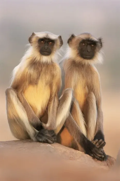 Framed Print : Southern plains grey / Hanuman langur {Semnopithecus dussumieri} two adolescents sitting Framed Print : Southern plains grey / Hanuman langur {Semnopithecus dussumieri} two adolescents sitting
