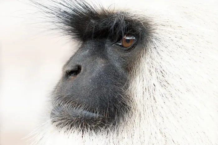 Framed Print : Southern plains grey langur ( Semnopithecus entellus / Presbytis entellus) close up face profile Framed Print : Southern plains grey langur ( Semnopithecus entellus / Presbytis entellus) close up face profile