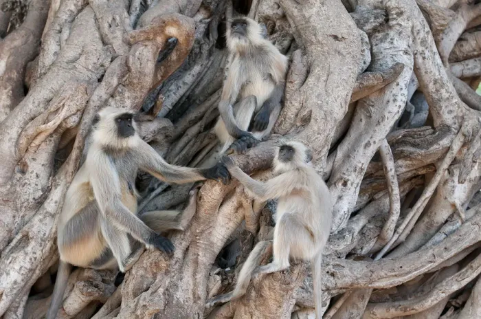 Framed Print : Southern plains grey langur ( Semnopithecus entellus / Presbytis entellus) group Framed Print : Southern plains grey langur ( Semnopithecus entellus / Presbytis entellus) group