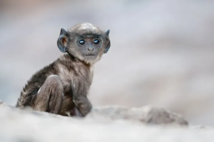 Framed Print : Southern plains grey langur (Semnopithecus entellus / Presbytis entellus) tiny juvenile Framed Print : Southern plains grey langur (Semnopithecus entellus / Presbytis entellus) tiny juvenile