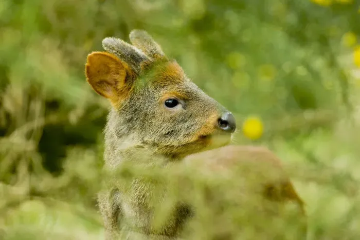 Framed Print : Southern pudu deer (Pudu puda) male, Peru, vulnerable species Framed Print : Southern pudu deer (Pudu puda) male, Peru, vulnerable species