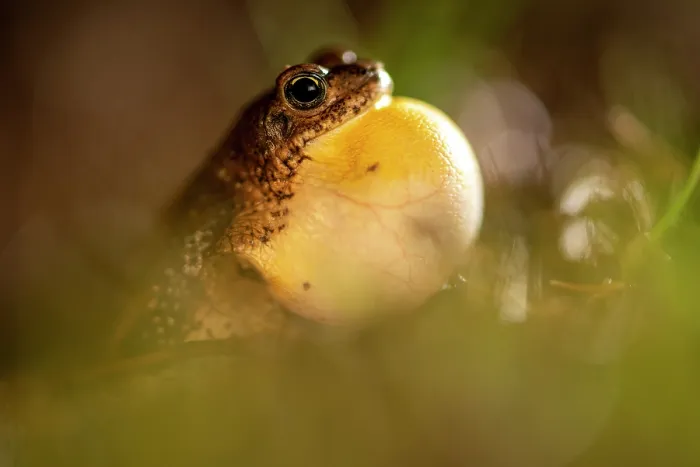Framed Print : Southern pygmy toad (Poyntonophrynus vertebralis) vocalising, Karoo Gariep Nature Reserve / Khoisan Karoo Conservancy, South Africa Framed Print : Southern pygmy toad (Poyntonophrynus vertebralis) vocalising, Karoo Gariep Nature Reserve / Khoisan Karoo Conservancy, South Africa