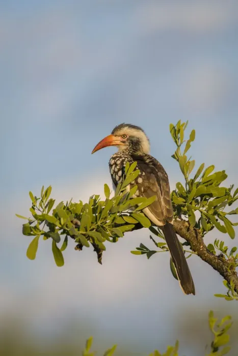 Framed Print : Southern red-billed hornbill male (Tockus rufirostris) Mahatsu Reserve, Botswana, June Framed Print : Southern red-billed hornbill male (Tockus rufirostris) Mahatsu Reserve, Botswana, June