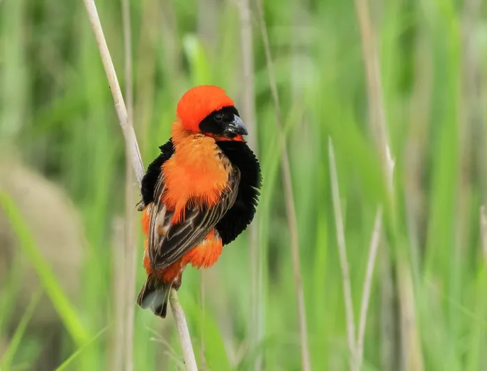 Framed Print : Southern red bishop (Euplectes orix) male guarding territory, perched high up on a reed stem in a reedbed, Robertston, Cape Province, South Africa Framed Print : Southern red bishop (Euplectes orix) male guarding territory, perched high up on a reed stem in a reedbed, Robertston, Cape Province, South Africa