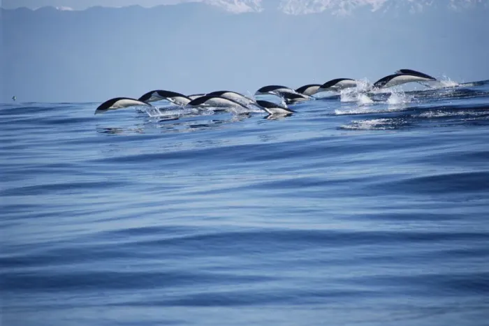 Framed Print : Southern right whale dolphins porpoising {Lissodelphis peronii} Kaikoura, New Zealand Framed Print : Southern right whale dolphins porpoising {Lissodelphis peronii} Kaikoura, New Zealand