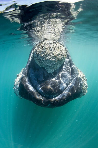 Southern right whale (Eubalaena australis) with calluses covered in parasitic crustaceans