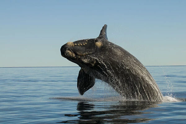 Southern right whale (Eubalaena australis) breaching. Valdes Peninsula, Chubut, Patagonia