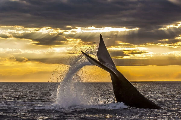 Southern right whale (Eubalaena australis) diving, with tail fluke splash. Monumento Natural Ballena Franca Austral, UNESCO World Heritage Site, Valdes Peninsula, Patagonia, Argentina