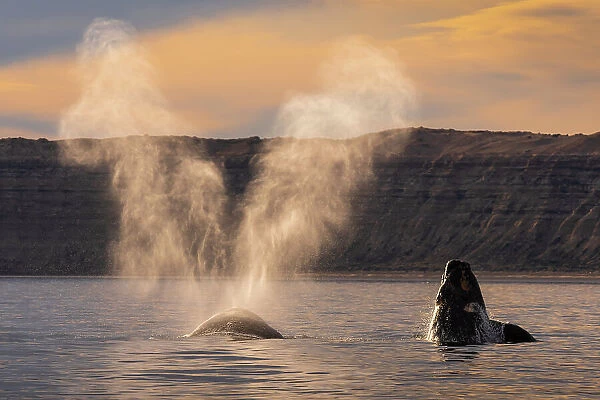 Southern Right whale (Eubalaena australis) mother blowing  /  spouting at surface, with calf breaching. Peninsula Valdes, Chubut Province, Patagonia, Argentina. August