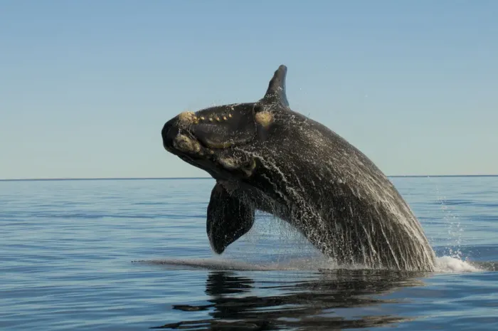 Framed Print : Southern right whale (Eubalaena australis) breaching. Valdes Peninsula, Chubut, Patagonia Framed Print : Southern right whale (Eubalaena australis) breaching. Valdes Peninsula, Chubut, Patagonia