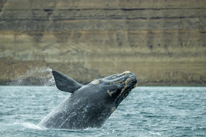 Framed Print : Southern right whale (Eubalaena australis) breaching. Golfo Nuevo, Peninsula Valdez, Chubut Province, Argentina, Atlantic Ocean Framed Print : Southern right whale (Eubalaena australis) breaching. Golfo Nuevo, Peninsula Valdez, Chubut Province, Argentina, Atlantic Ocean
