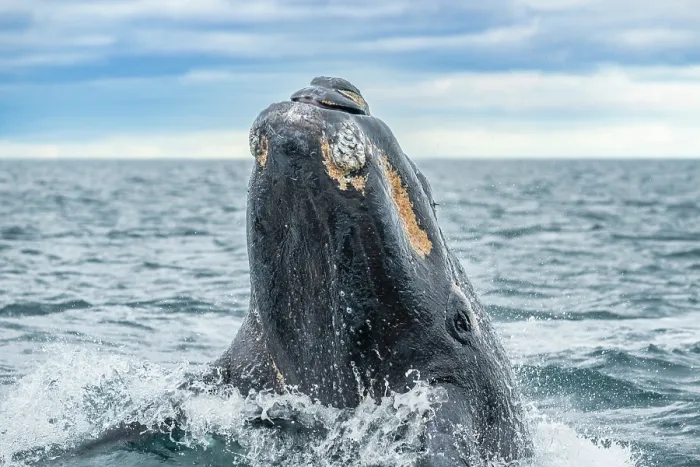 Framed Print : Southern right whale (Eubalaena australis) breaching. Golfo Nuevo, Peninsula Valdez, Chubut Province, Argentina, Atlantic Ocean Framed Print : Southern right whale (Eubalaena australis) breaching. Golfo Nuevo, Peninsula Valdez, Chubut Province, Argentina, Atlantic Ocean