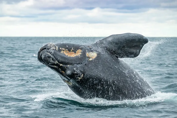 Framed Print : Southern right whale (Eubalaena australis) breaching. Golfo Nuevo, Peninsula Valdez, Chubut Province, Argentina, Atlantic Ocean Framed Print : Southern right whale (Eubalaena australis) breaching. Golfo Nuevo, Peninsula Valdez, Chubut Province, Argentina, Atlantic Ocean