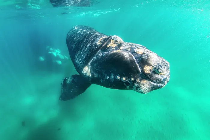 Framed Print : Southern right whale (Eubalaena australis) calf swimming underwater, Golfo Nuevo, Peninsula Valdez, Chubut Province, Argentina, Atlantic Ocean