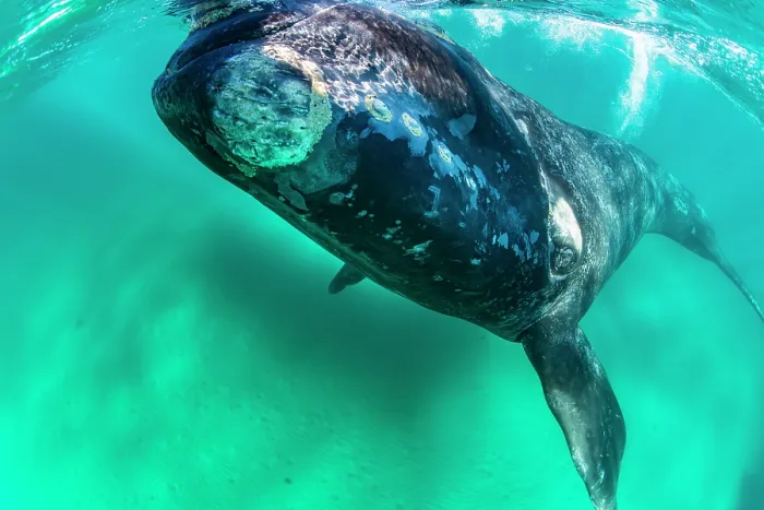 Framed Print : Southern right whale (Eubalaena australis) calf swimming underwater, Golfo Nuevo, Peninsula Valdez, Chubut Province, Argentina, Atlantic Ocean Framed Print : Southern right whale (Eubalaena australis) calf swimming underwater, Golfo Nuevo, Peninsula Valdez, Chubut Province, Argentina, Atlantic Ocean