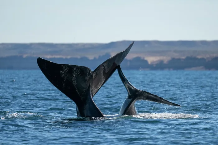 Framed Print : Southern right whale (Eubalaena australis) and calf with tail flukes above water surface Framed Print : Southern right whale (Eubalaena australis) and calf with tail flukes above water surface