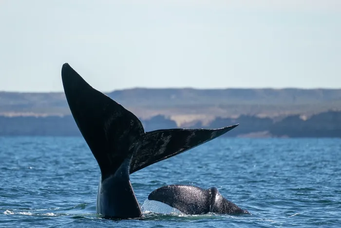 Framed Print : Southern right whale (Eubalaena australis) and calf with tail flukes above water surface Framed Print : Southern right whale (Eubalaena australis) and calf with tail flukes above water surface
