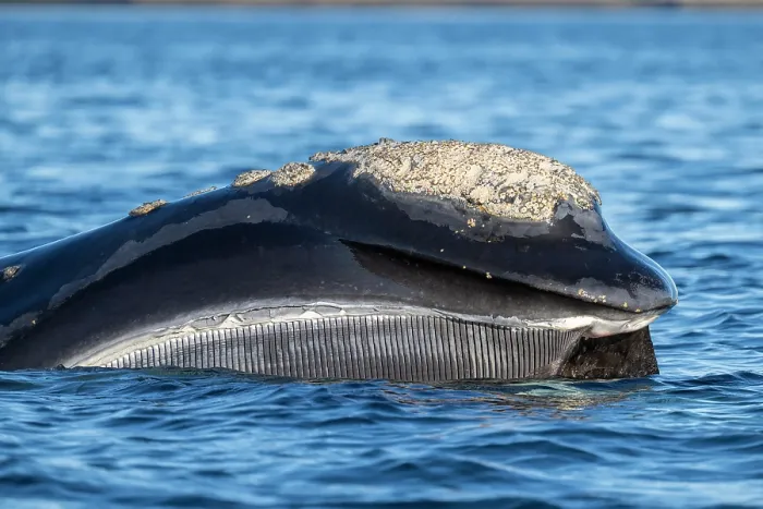 Framed Print : Southern right whale (Eubalaena australis) filter-feeding at the surface, showing baleen, Golfo Nuevo, Peninsula Valdez, Chubut Province, Argentina, Atlantic Ocean Framed Print : Southern right whale (Eubalaena australis) filter-feeding at the surface, showing baleen, Golfo Nuevo, Peninsula Valdez, Chubut Province, Argentina, Atlantic Ocean
