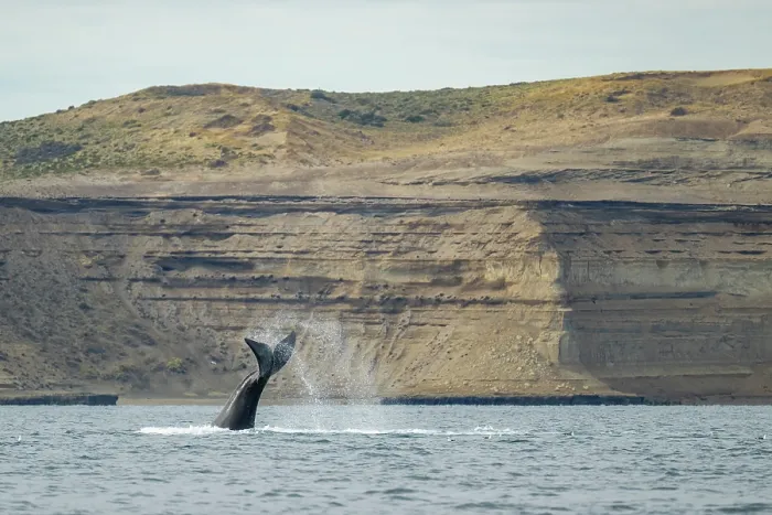 Framed Print : Southern right whale (Eubalaena australis) lobtailing, Golfo Nuevo, Peninsula Valdez, Chubut Province, Argentina, Atlantic Ocean Framed Print : Southern right whale (Eubalaena australis) lobtailing, Golfo Nuevo, Peninsula Valdez, Chubut Province, Argentina, Atlantic Ocean