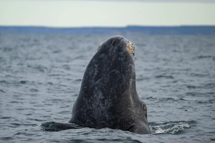 Framed Print : Southern right whale (Eubalaena australis) spyhopping, Golfo Nuevo, Peninsula Valdez, Chubut Province, Argentina, Atlantic Ocean Framed Print : Southern right whale (Eubalaena australis) spyhopping, Golfo Nuevo, Peninsula Valdez, Chubut Province, Argentina, Atlantic Ocean