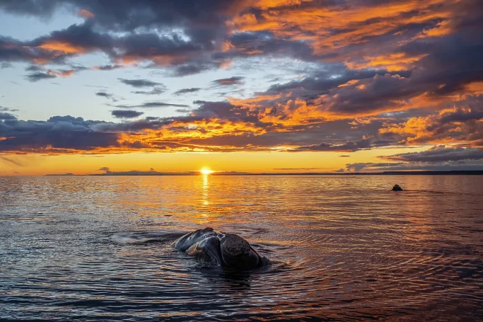 Framed Print : Southern right whale (Eubalaena australis) swimming at surface at sunset, Golfo Nuevo, Peninsula Valdez, Chubut Province, Argentina, Atlantic Ocean Framed Print : Southern right whale (Eubalaena australis) swimming at surface at sunset, Golfo Nuevo, Peninsula Valdez, Chubut Province, Argentina, Atlantic Ocean