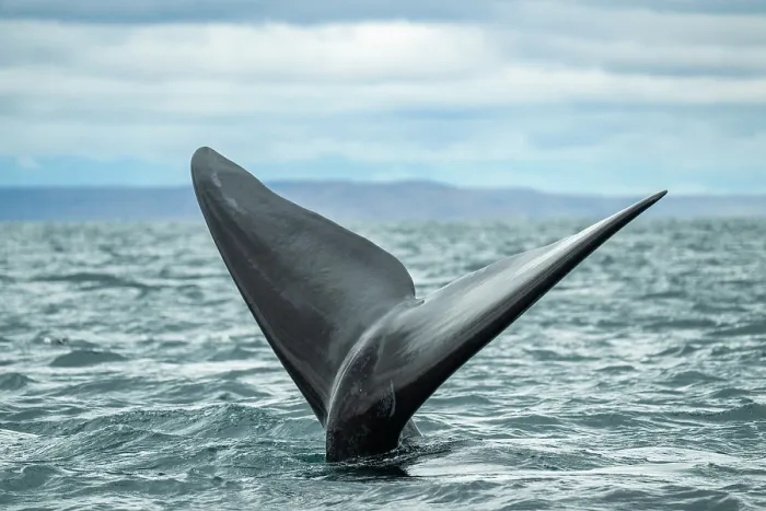 Framed Print : Southern right whale (Eubalaena australis) tail fluke, 'Sailing' tail up is a way to keep the body underwater, Golfo Nuevo, Peninsula Valdez, Chubut Province, Argentina Framed Print : Southern right whale (Eubalaena australis) tail fluke, 'Sailing' tail up is a way to keep the body underwater, Golfo Nuevo, Peninsula Valdez, Chubut Province, Argentina