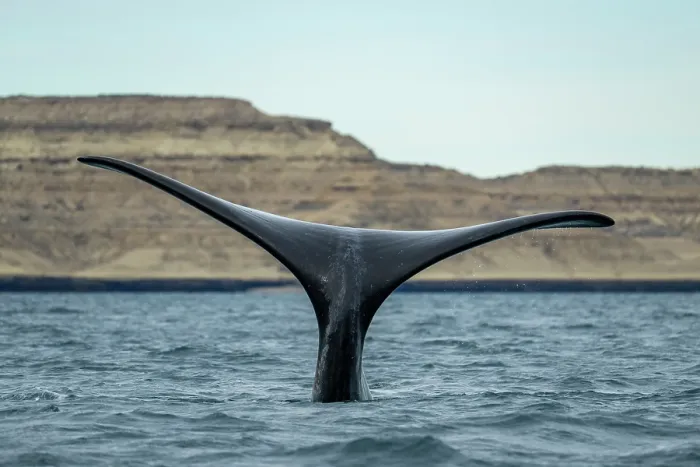 Framed Print : Southern right whale (Eubalaena australis) tail fluke, 'Sailing' tail up is a way to keep the body underwater, Golfo Nuevo, Peninsula Valdez, Chubut Province, Argentina Framed Print : Southern right whale (Eubalaena australis) tail fluke, 'Sailing' tail up is a way to keep the body underwater, Golfo Nuevo, Peninsula Valdez, Chubut Province, Argentina