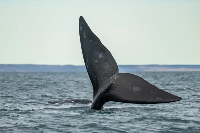 Framed Print : Southern right whale (Eubalaena australis) tail fluke, 'Sailing' tail up is a way to keep the body underwater, Golfo Nuevo, Peninsula Valdez, Chubut Province, Argentina Framed Print : Southern right whale (Eubalaena australis) tail fluke, 'Sailing' tail up is a way to keep the body underwater, Golfo Nuevo, Peninsula Valdez, Chubut Province, Argentina