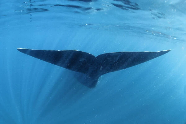 Southern right whale fluke underwater (Balaena glacialis australis) Patagonia