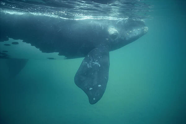 Southern right whale underwater {Balaena glacialis australis} off Peninsula Valdes