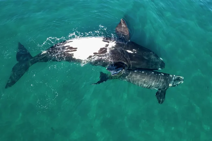 Framed Print : Southern right whales (Eubalaena australis) female and calf swimming together upside down at surface, Golfo Nuevo, Peninsula Valdez, Chubut Province, Argentina, Atlantic Ocean
