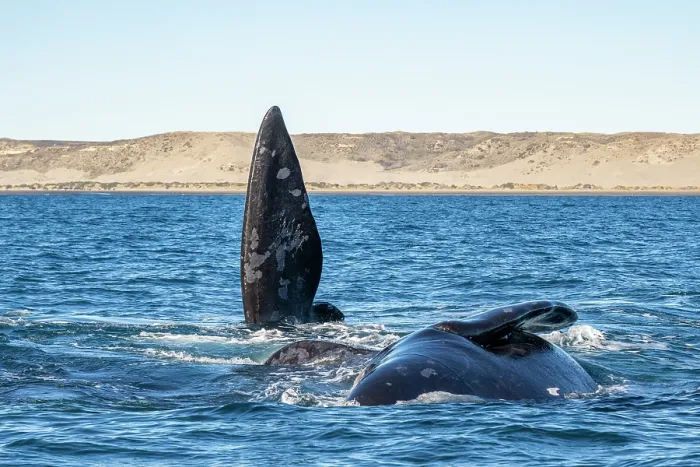 Framed Print : Southern right whales (Eubalaena australis) pair, male courtship behaviour, gently rubbing against female, Golfo Nuevo, Peninsula Valdez, Chubut Province, Argentina Framed Print : Southern right whales (Eubalaena australis) pair, male courtship behaviour, gently rubbing against female, Golfo Nuevo, Peninsula Valdez, Chubut Province, Argentina