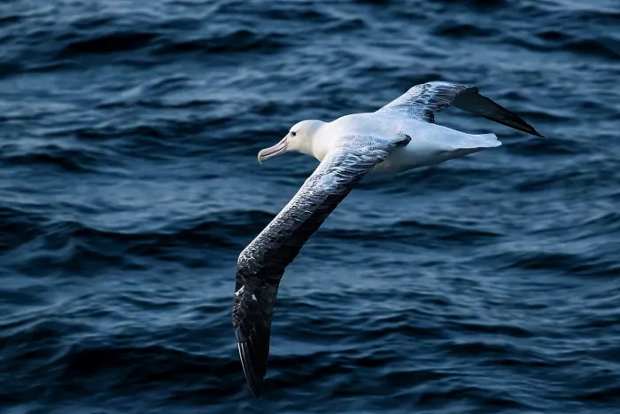 Framed Print : Southern Royal albatross (Diomedea epomophora) in flight over the ocean, Campbell Island, New Zealand Sub Antarctic Islands, southern Pacific Ocean Framed Print : Southern Royal albatross (Diomedea epomophora) in flight over the ocean, Campbell Island, New Zealand Sub Antarctic Islands, southern Pacific Ocean