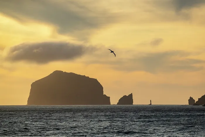Framed Print : Southern Royal albatross (Diomedea epomophora) in flight over the ocean at sunset with islands silhouetted in background, Campbell Island, New Zealand Sub Antarctic Islands