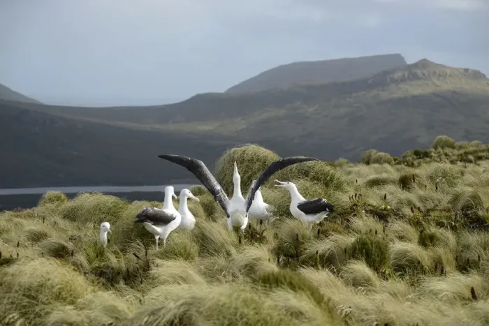 Framed Print : Southern royal albatross (Diomedea epomophora) sub-adults, group displaying in tussock grassland