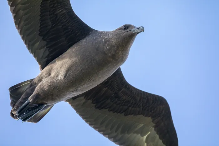Framed Print : Southern skua (Stercorarius antarcticus) in flight, Rangatira Island, Chatham Islands, New Zealand Framed Print : Southern skua (Stercorarius antarcticus) in flight, Rangatira Island, Chatham Islands, New Zealand