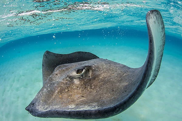 Southern stingray (Dasyatis americana) female swimming over seabed. Grand Cayman, Cayman Islands