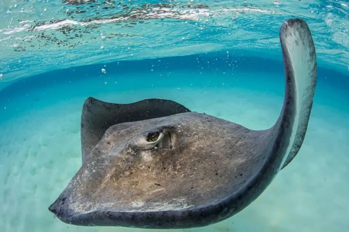 Framed Print : Southern stingray (Dasyatis americana) female swimming over seabed. Grand Cayman, Cayman Islands Framed Print : Southern stingray (Dasyatis americana) female swimming over seabed. Grand Cayman, Cayman Islands
