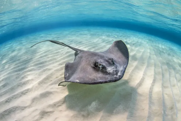 Framed Print : Southern stingray (Dasyatis americana) female swimming over a shallow sand bank with Framed Print : Southern stingray (Dasyatis americana) female swimming over a shallow sand bank with