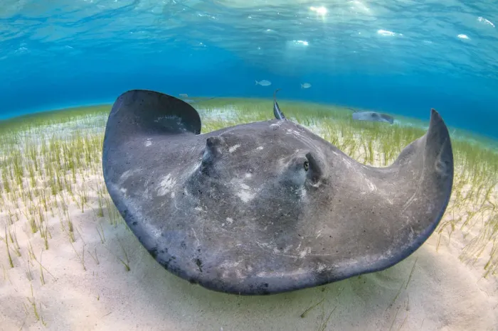 Framed Print : Southern stingray (Dasyatis americana) large female foraging over seagrass in shallow water Framed Print : Southern stingray (Dasyatis americana) large female foraging over seagrass in shallow water