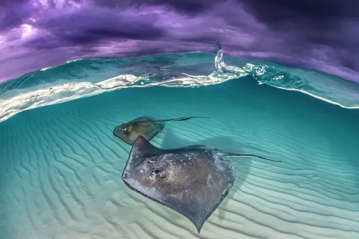Framed Print : Southern stingray (Dasyatis americana) two swimming over sand bar, under stormy sky. Grand Cayman, Cayman Islands. British West Indies Framed Print : Southern stingray (Dasyatis americana) two swimming over sand bar, under stormy sky. Grand Cayman, Cayman Islands. British West Indies