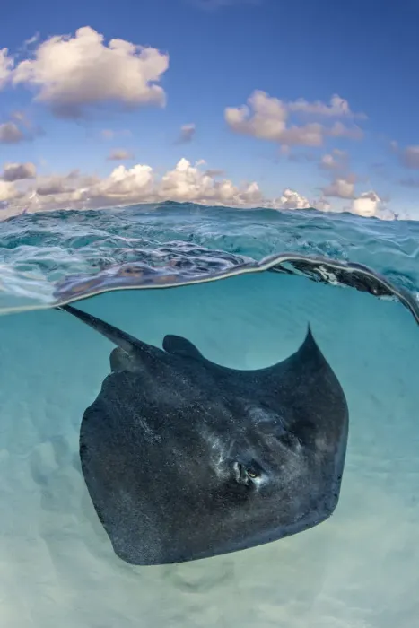 Framed Print : Southern stingray (Dasyatis americana) swimming over sand in shallow water, split Framed Print : Southern stingray (Dasyatis americana) swimming over sand in shallow water, split