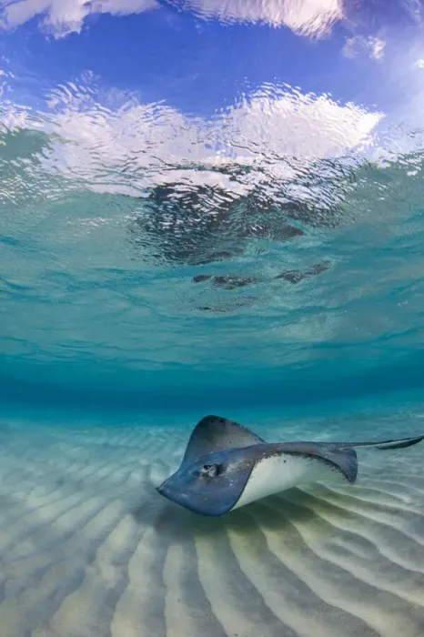 Framed Print : Southern stingray (Hypanus americanus) swimming over ripples on sandbar, Grand Cayman Framed Print : Southern stingray (Hypanus americanus) swimming over ripples on sandbar, Grand Cayman