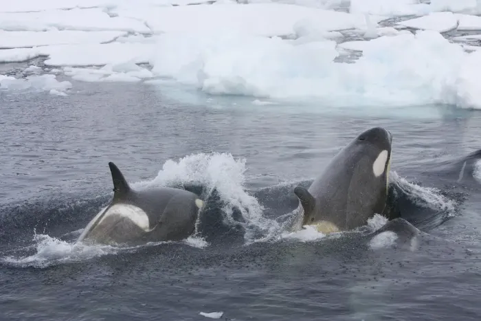 Framed Print : Southern Type B Killer whales (Orcinus orca) hunting Weddell seal (Leptonychotes Framed Print : Southern Type B Killer whales (Orcinus orca) hunting Weddell seal (Leptonychotes