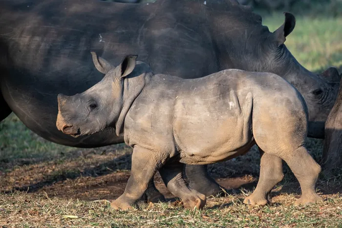 Framed Print : Southern white rhinoceros (Ceratotherium simum) calf with adult grazing behind, Ziwa rhino sanctuary, Uganda Framed Print : Southern white rhinoceros (Ceratotherium simum) calf with adult grazing behind, Ziwa rhino sanctuary, Uganda