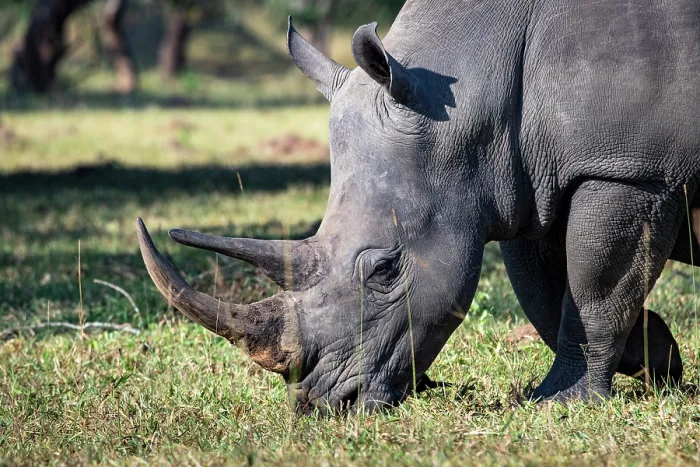 Framed Print : Southern white rhinoceros (Ceratotherium simum) grazing,  Ziwa rhino sanctuary, Uganda